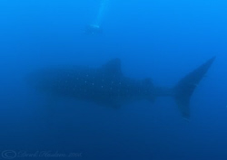 Whale shark. Wolf island. Galapagos. S5 PRO, 10.5mm. by Derek Haslam 